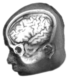 Brain and Eye - Paleoneurology