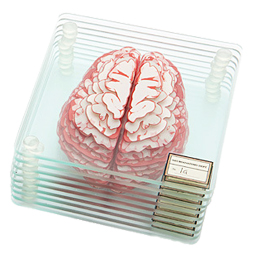 Brain glass coasters 2016